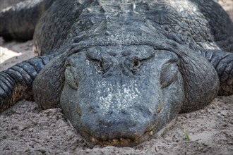 American alligator (Alligator mississippiensis) is located in Sand