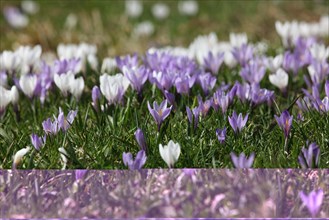 Crocus flower (Crocus) in the Allgaeu Alps