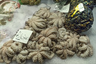 Fresh octopus (pulpo) on ice