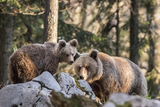 European brown bear (Ursus arctos arctos) in the forest