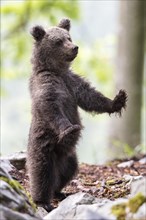 European brown bear (Ursus arctos arctos) standing in forest