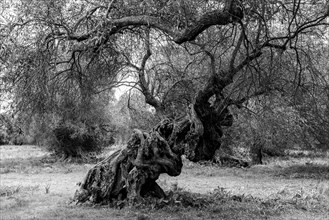 Ancient olive tree (Olea europaea) with twisted tree trunk