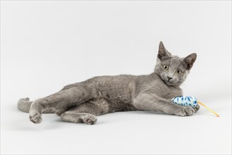 Breedcat Russian Blue (Felis silvestris catus)