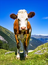Cow on the mountain pasture