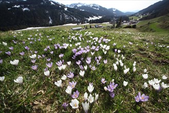 Crocus flower (Crocus) in the Allgaeu Alps