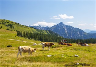 Alpine meadow landscape