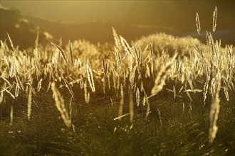 Tender grasses against the light