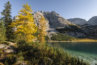 Yellow larches in autumn colouring at Seebensee