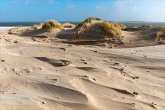 NSG Amrum-Odde