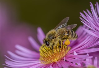 Honey bee (Apis mellifera) on Asterflower (Aster)