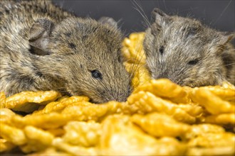 Two mice (Mus musculus) crawling Corn Flakes