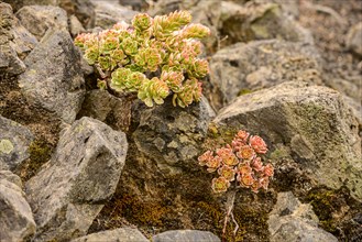 Thick leafed plants (Aeonium) with red and green leaves between rocks in a lava field
