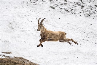 Alpine Ibex (Capra Ibex) runs over snow field