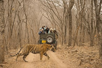 Tourists on a vehicle taking picture of a wild tiger (Panthera tigris tigris) crossing the forest track