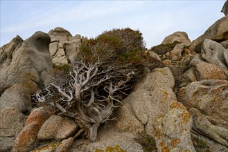 Wind shaped juniper tree (Juniperus) growing between rocks