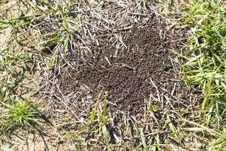 Red Wood Ants (Formica rufa) start building a nest hill
