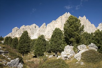 Swiss pines (Pinus cembra) in front of mountains