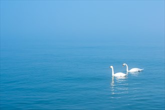 Two Mute swans (Cygnus olor)