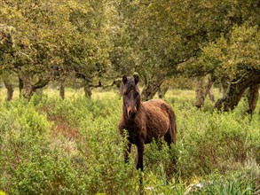 Half wild horse in the cork oak forest in the rain