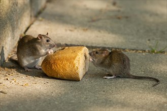 Brown rats (Rattus norvegicus) eating bread