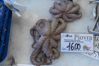 Fresh octopus (pulpo) on ice