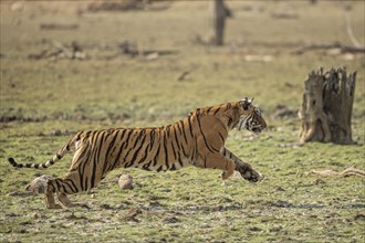 Wild tigress (Panthera tigris tigris) running across a dry lake bed while chasing her prey