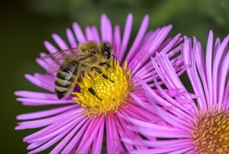 Honey bee (Apis mellifera) on Asterflower (Aster)