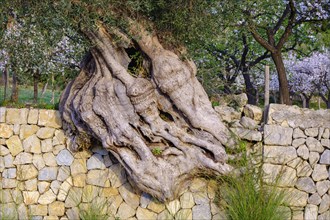 Old gnarled olive tree in natural stone wall