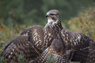 Steppe buzzard (Buteo buteo) sits on the ground with spread wings