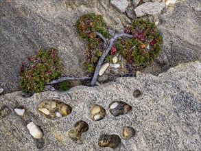 Wind shaped juniper tree (Juniperus) growing between rocks