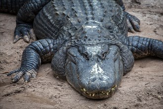 American alligator (Alligator mississippiensis) is located in Sand