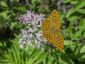 Silver-washed fritillary (Argynnis paphia) on flowers of the common water-east (Eupatorium cannabinum)