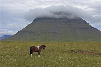 Iceland horse and mountain Kirkjufell in the clouds