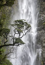 Branch of a tree in front of waterfall