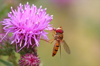 Hoverfly (Syrphidae) on safflower