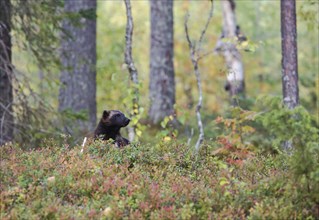 Wolverine (Gulo gulo) in the forest of the Finnish Taiga