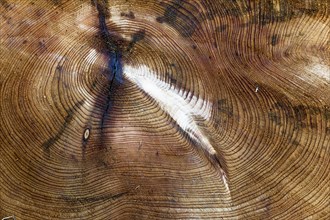Age rings from a sawn-off tree