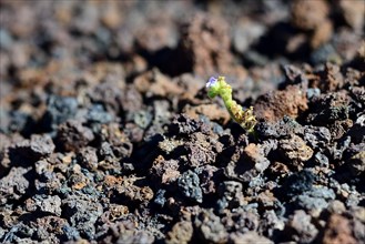 Delicate plant sprouts in lava rock