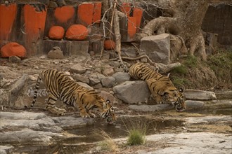 Two wild tigers (Panthera tigris tigris) drinking water from a rocky puddle near a Hindu temple