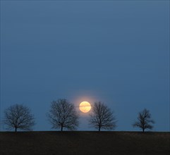 Full moon behind a row of trees
