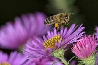 Honey bee (Apis mellifera) via Asterflower (Aster)