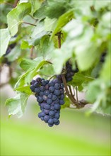 Grape of the variety Regent