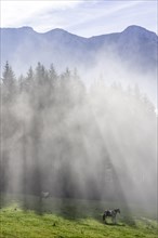 Horse on pasture and fog at the Hochsteinalm