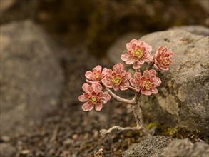 Thick leafed plant (Aeonium) with red leaves between stones in a lava field