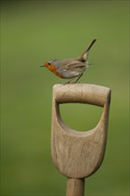 European robin (Erithacus rubecula)