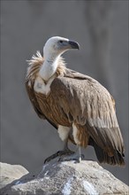 Griffon vulture (Gyps fulvus)