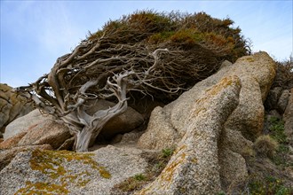 Wind shaped juniper tree (Juniperus) growing between rocks