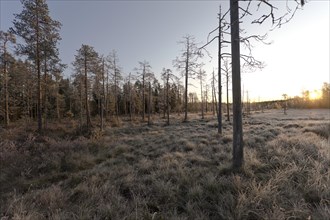 Sunrise in the autumnal Finnish taiga