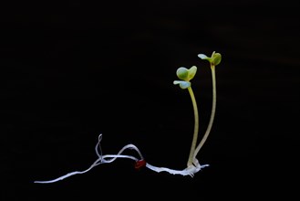 Broccoli shoot