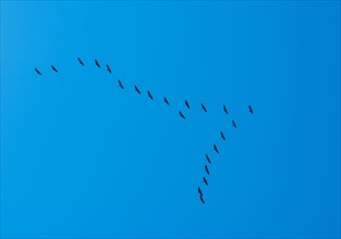 Cranes (Grus grus) flying in V-formation in front of blue sky